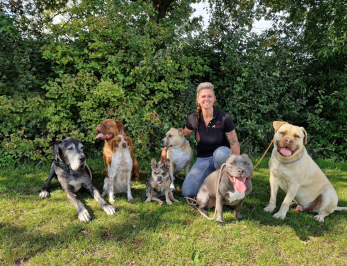 Hond bang voor vuurwerk? ‘Roedel helpt soms beter dan het baasje’