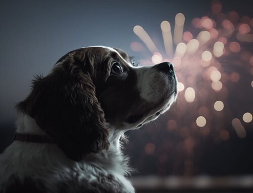 Mijn hond is bang voor vuurwerk. Schrijf je in voor de angsttraining / vuurwerk workshop