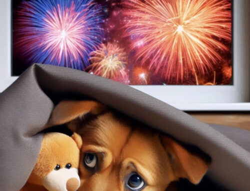 Is jouw hond bang voor knallen en vuurwerk? Schrijf je dan in voor de Vuurwerk Workshop!