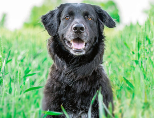 Met welke kosten moet je rekening houden als je een hond wil?